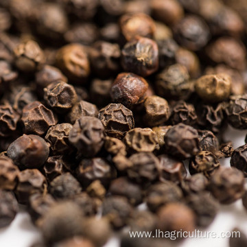 Black pepper seed good Price pepper spices